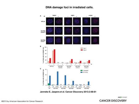 DNA damage foci in irradiated cells.