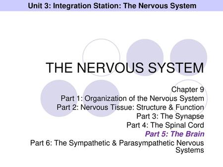 Unit 3: Integration Station: The Nervous System