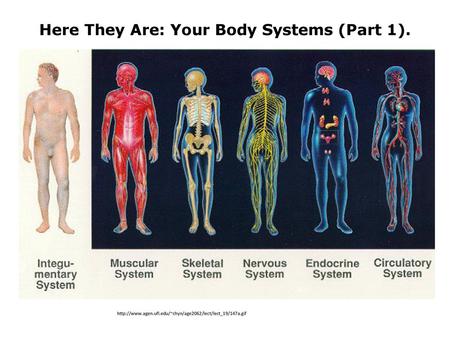 Here They Are: Your Body Systems (Part 1).