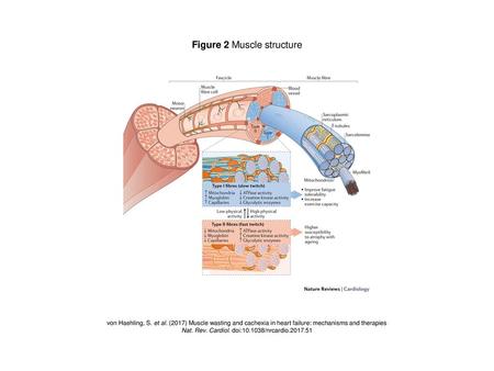 Figure 2 Muscle structure