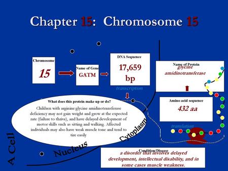 glycine amidinotransferase What does this protein make up or do?