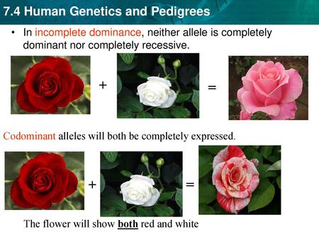 + = Codominant alleles will both be completely expressed. + =