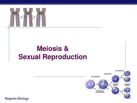 Meiosis & Sexual Reproduction