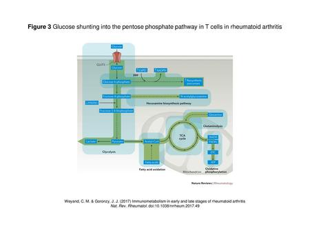 Nat. Rev. Rheumatol. doi: /nrrheum