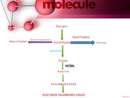 1 GLUCOSE ↓ G-6-P 2 PYRUVATE  PPP TCA. 1 GLUCOSE ↓ G-6-P 2 PYRUVATE  PPP TCA.