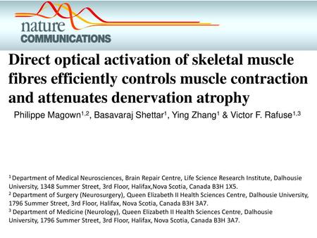 Direct optical activation of skeletal muscle fibres efficiently controls muscle contraction and attenuates denervation atrophy Philippe Magown1,2, Basavaraj.