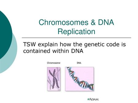 Chromosomes & DNA Replication