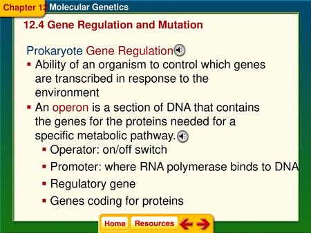 Prokaryote Gene Regulation