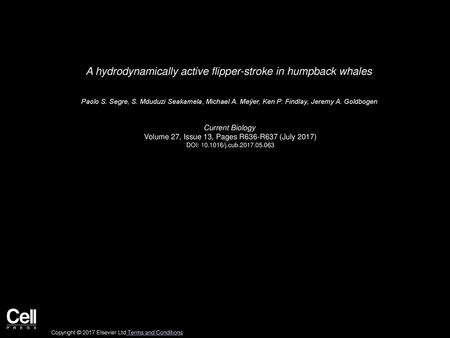 A hydrodynamically active flipper-stroke in humpback whales