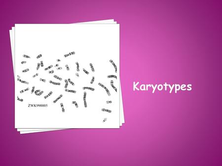 Karyotypes.