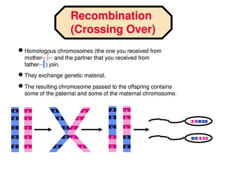 Recombination (Crossing Over)