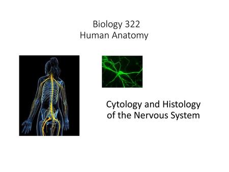 Biology 322 Human Anatomy I