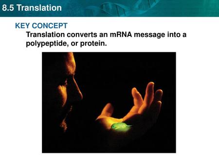 Amino acids are coded by mRNA base sequences.