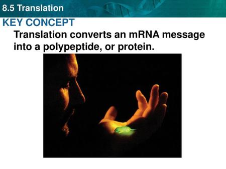 Amino acids are coded by mRNA base sequences.