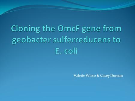 Valerie Wisco & Casey Durnan. General Background Organism: Geobacter sulferreducens have the ability to transfer electrons on to the surface of electrodes.