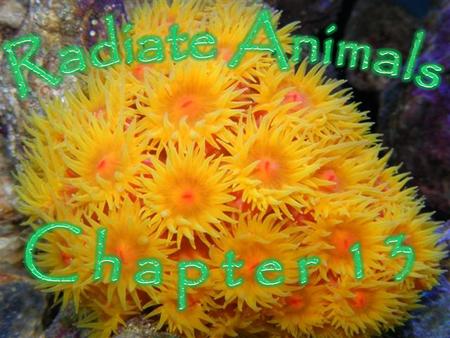 Radiate Animals C h a p t e r 1 3.