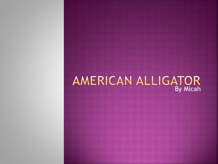 By Micah.  The American alligator can be 18 feet long.  The American alligator can weigh between 450-600 lbs.  The American alligator can be green.