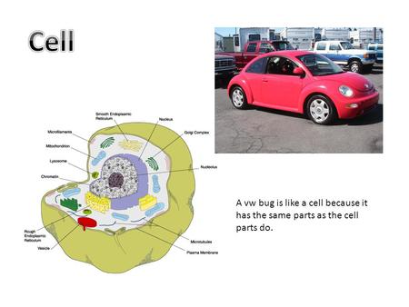 Cell A vw bug is like a cell because it has the same parts as the cell parts do.