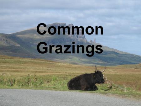 Common Grazings. Common Problems Grazings Committees Approx.1000 Common Grazings 352 (34%) with registered Grazings Committees.