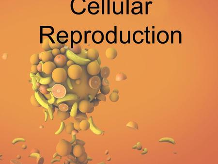 Cellular Reproduction. Mitosi s I – Interphase: Period between division DNA molecules duplicate Single strands (chromatin threads)  X shaped chromosomes.