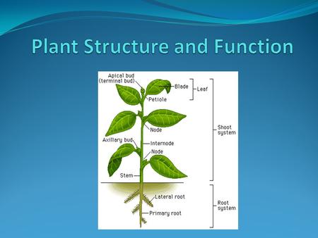 Plant Structure and Function