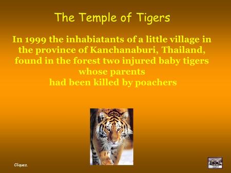 The Temple of Tigers In 1999 the inhabiatants of a little village in the province of Kanchanaburi, Thailand, found in the forest two injured baby tigers.