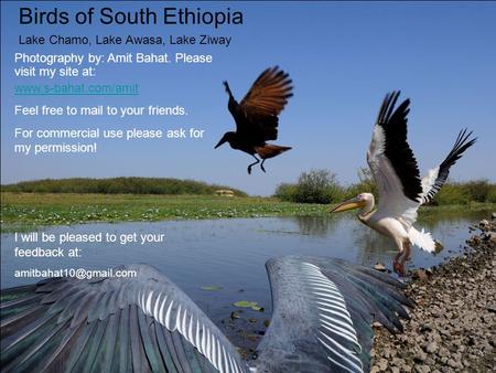 Birds of South Ethiopia Lake Chamo, Lake Awasa, Lake Ziway Photography by: Amit Bahat. Please visit my site at: www.s-bahat.com/amit Feel free to mail.