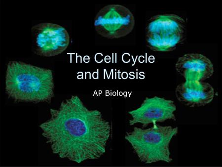 The Cell Cycle and Mitosis