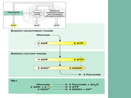 Transition of Glycolysis to Krebs Cycle: