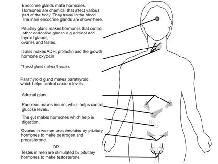 Glands that produce hormones. Hormone.Hormone function. Adrenal glands.Oestrogen and progesterone. Controls blood sugar levels. Ovaries.Testosterone.