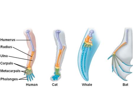 Analogous Homologous vs Analogous Vestigial Structures While the forelimbs slowly evolved into flippers, the hind limbs Slowly disappeared and all.