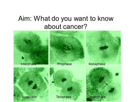 Aim: What do you want to know about cancer? Interphase Prophase Metaphase Anaphase TelophaseInterphase.