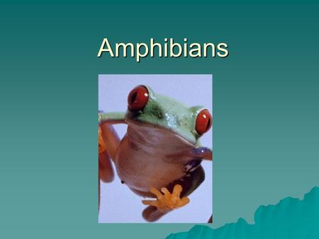 Amphibians.