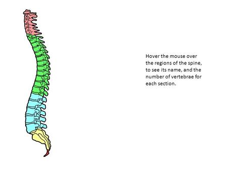 This supports the weight of the head. The top two