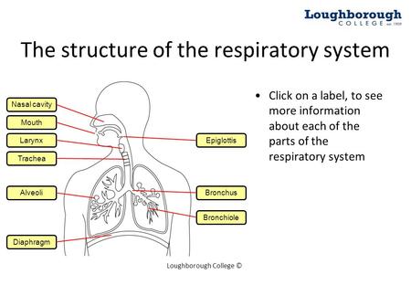 Loughborough College © Click on a label, to see more information about each of the parts of the respiratory system Mouth Larynx Trachea The structure of.