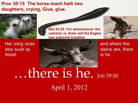 …there is he. Job 39:30 April 1, 2012 Her yong ones also suck vp blood: and where the slaine are, there is he. Prov 30:15 The horse-leach hath two daughters,