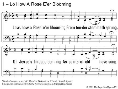 1. Low, how a Rose e'er blooming From tender stem hath sprung, Of Jesse's lineage coming As saints of old have sung. It came, a flowret bright, Amid the.