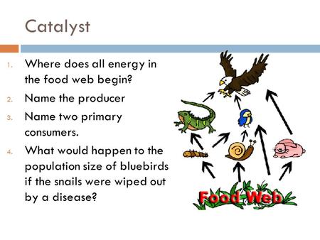 Catalyst Where does all energy in the food web begin?