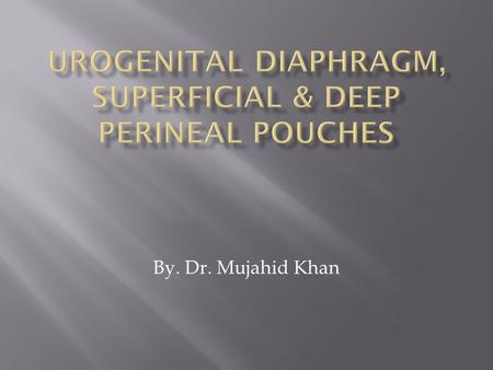 UROGENITAL DIAPHRAGM, SUPERFICIAL & DEEP PERINEAL POUCHES