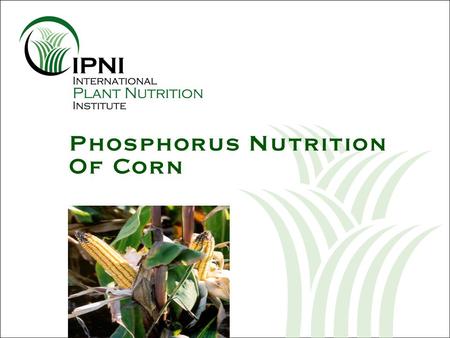 Phosphorus Nutrition Of Corn. Outline – P Nutrition of Corn Changes in root system development over the season Impacts on attainable yield potential Requirements.