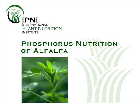 Phosphorus Nutrition of Alfalfa. Phosphorus (P) Nutrition of Alfalfa U.S. alfalfa hay yields keep increasing Nutrient uptake and removal Alfalfa root.