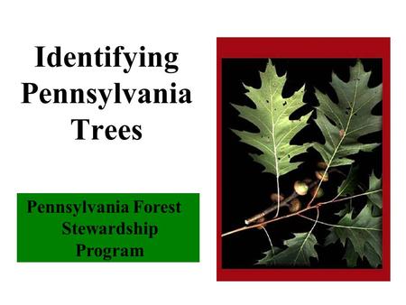 Pennsylvania Forest Stewardship Program Identifying Pennsylvania Trees.