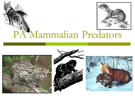 PA Mammalian Predators. Eastern Coyote  AKA brush wolf, prairie wolf, coy- dog  Largest wild canine in PA  During wolf bounties of 1800’s, many were.