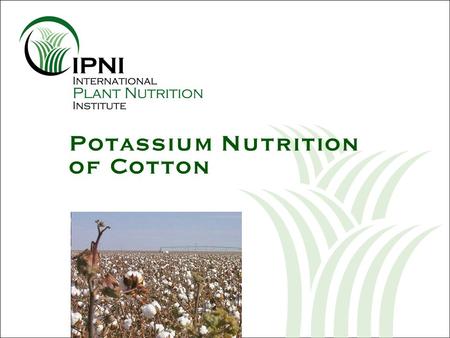 Potassium Nutrition of Cotton. Outline – K Nutrition of Cotton U.S. cotton yields since 1975 Growth and development of the cotton plant Nutrient uptake.