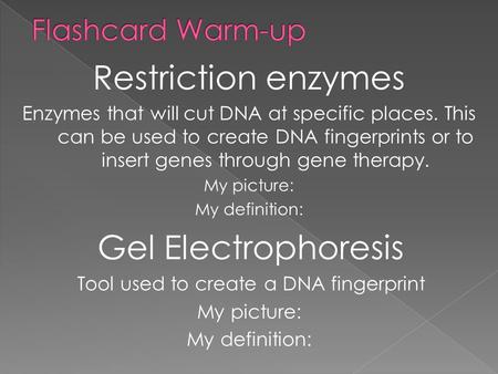 Tool used to create a DNA fingerprint