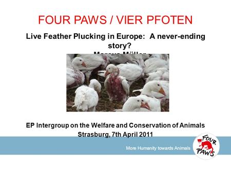 More Humanity towards Animals FOUR PAWS / VIER PFOTEN Live Feather Plucking in Europe: A never-ending story? Marcus Müller EP Intergroup on the Welfare.