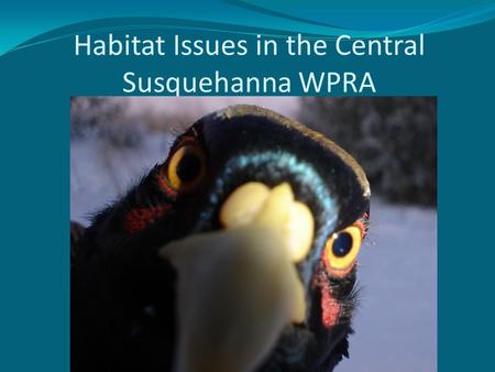 Habitat Issues in the Central Susquehanna WPRA. A field of switchgrass on the right and a field of primarily big bluestem and Indian on the left.