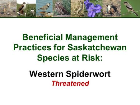 Beneficial Management Practices for Saskatchewan Species at Risk: Western Spiderwort Threatened.