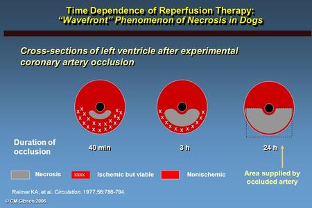 © CM Gibson 2006 Cross-sections of left ventricle after experimental coronary artery occlusion Cross-sections of left ventricle after experimental coronary.