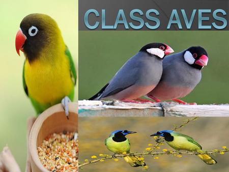 Class aves.